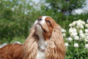 Top 7 Dog Breeds That Will Change Your Life In Beautiful
Ways