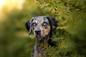 Top 7 Dog Breeds That Will Never Let You Feel Lonely
Again