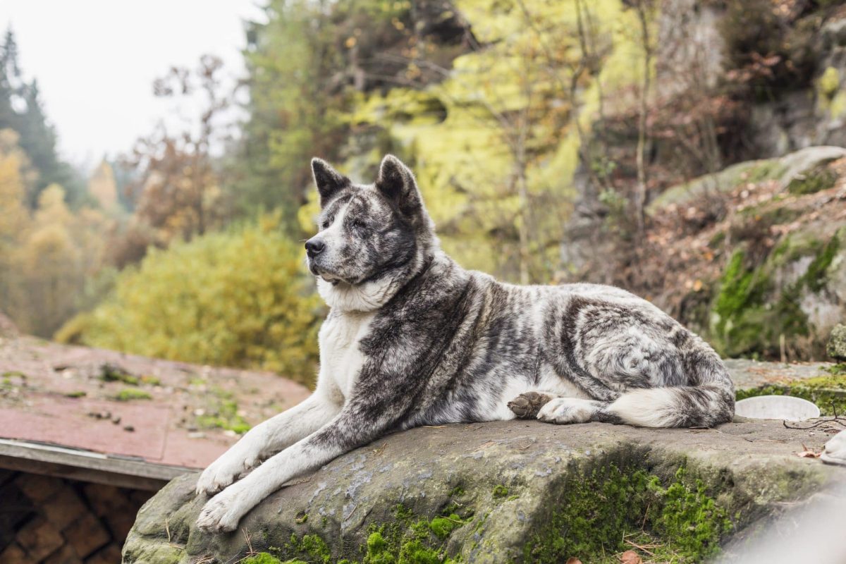 Top 7 Dog Breeds Who Were Born To Protect Their
Families