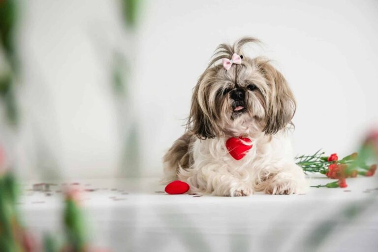 Top 9 Dog Breeds That Make Every Moment Feel Special