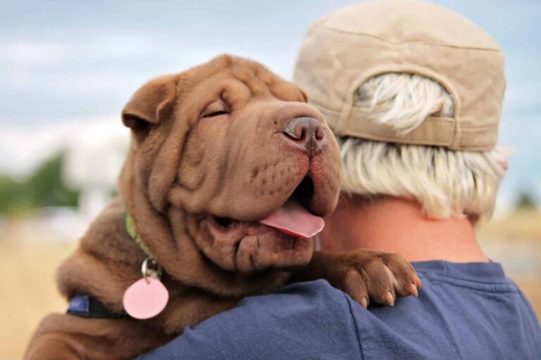 Top 9 Ways Dogs Show They’ll Never Stop Loving You