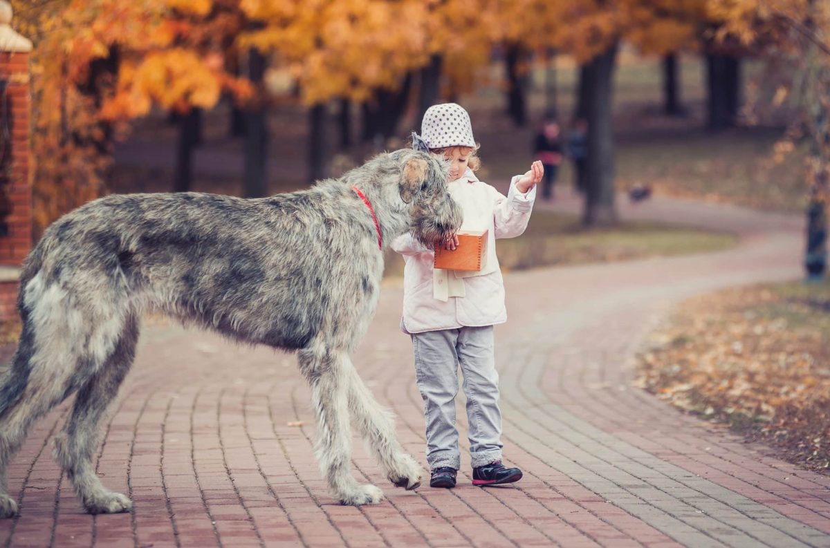 Ultimate 11 Dog Breeds That Are Gentle Giants Full Of
Love