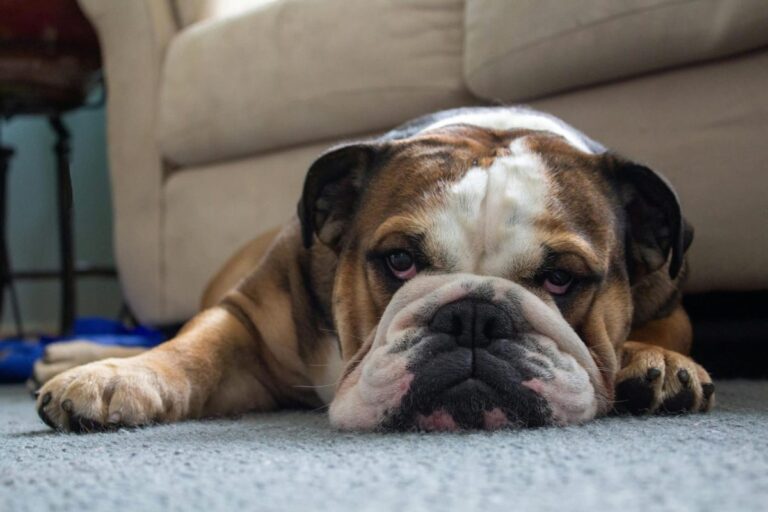 Ultimate 13 Dog Breeds That Bring Peace And Comfort To Any
Home