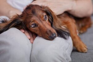 Ultimate 13 Dog Breeds That Live For Snuggles And Couch
Cuddles