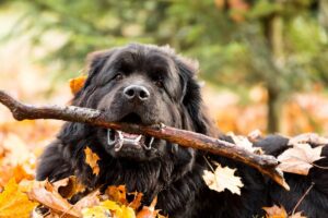 Ultimate 13 Dog Breeds That Prove Home Is Where They
Are