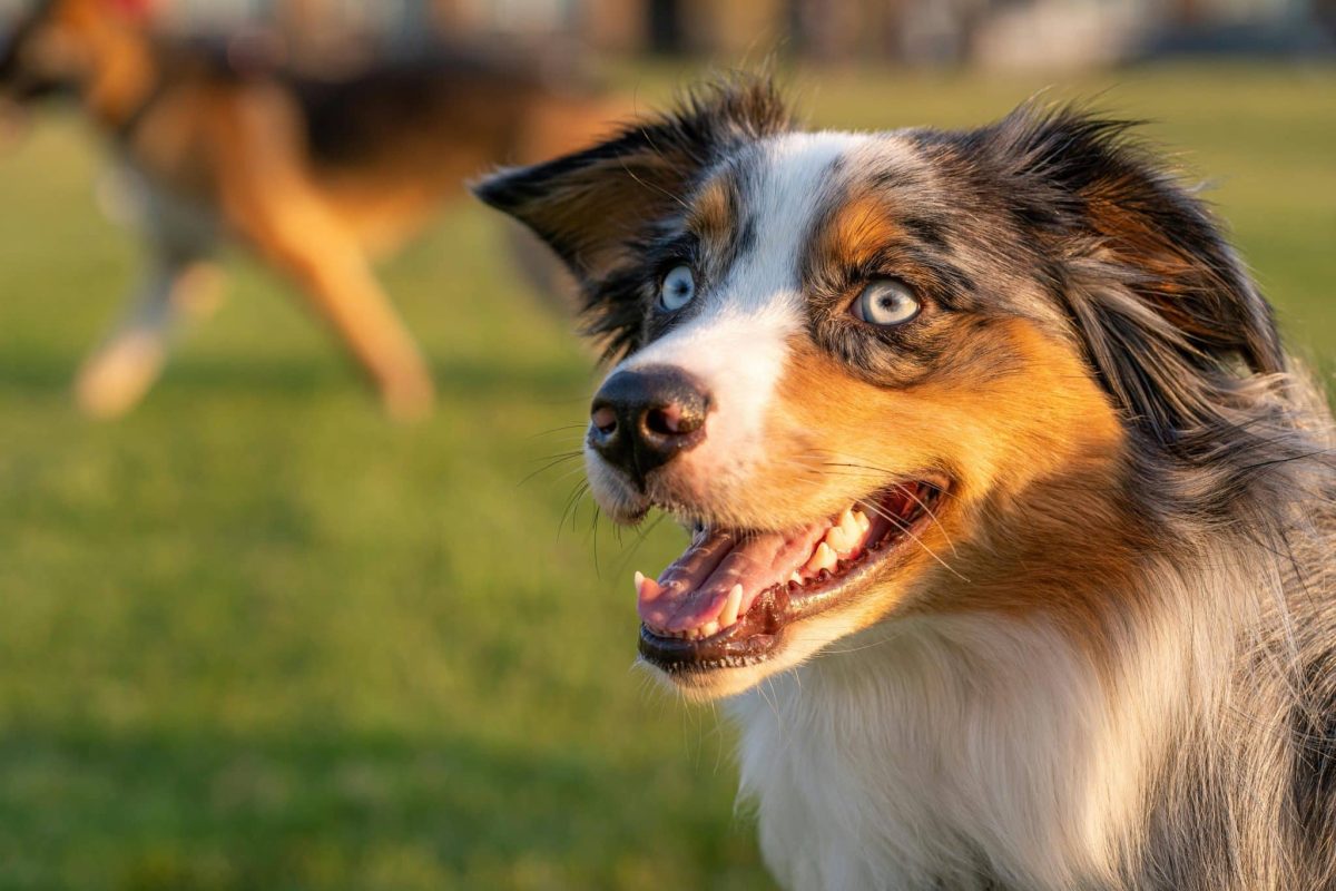 Ultimate 13 Dog Breeds Who Have A Special Talent For
Spreading Happiness