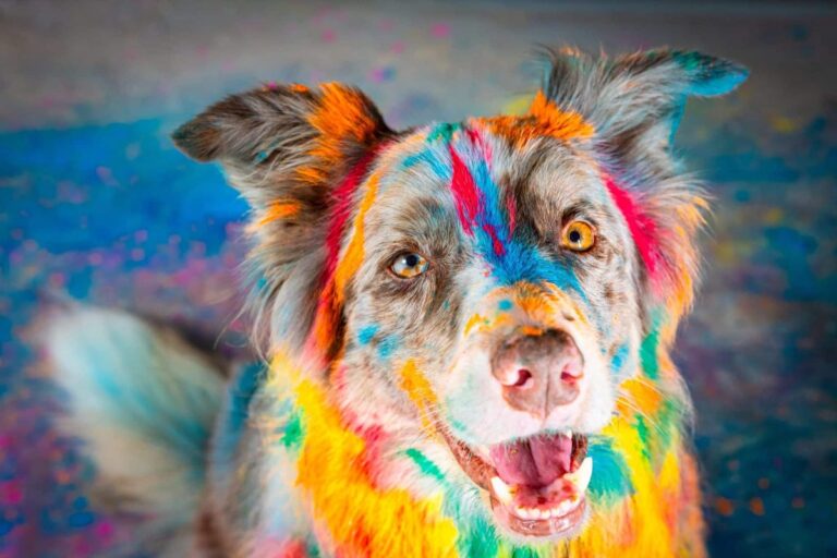 Ultimate 15 Dog Breeds That Add Color And Light To Your
World