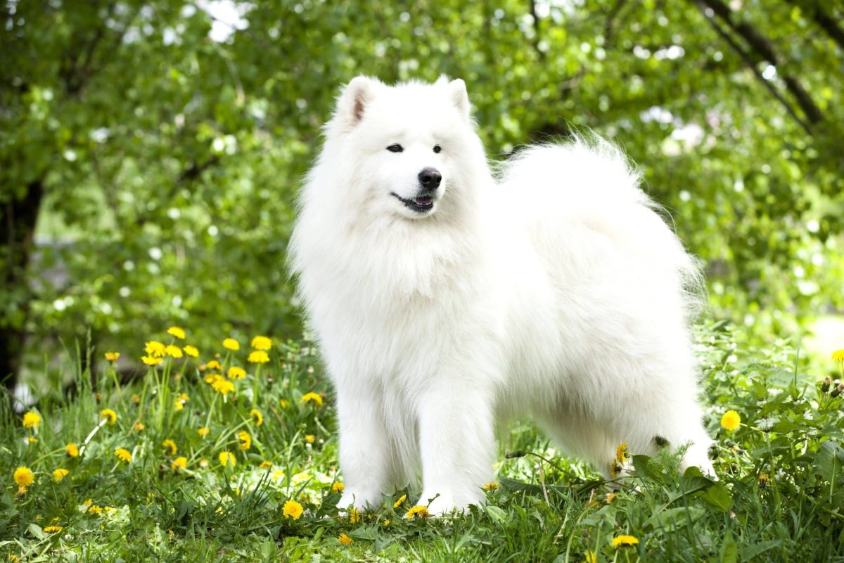 Ultimate 7 Dog Breeds That Bring Light To The Darkest
Days