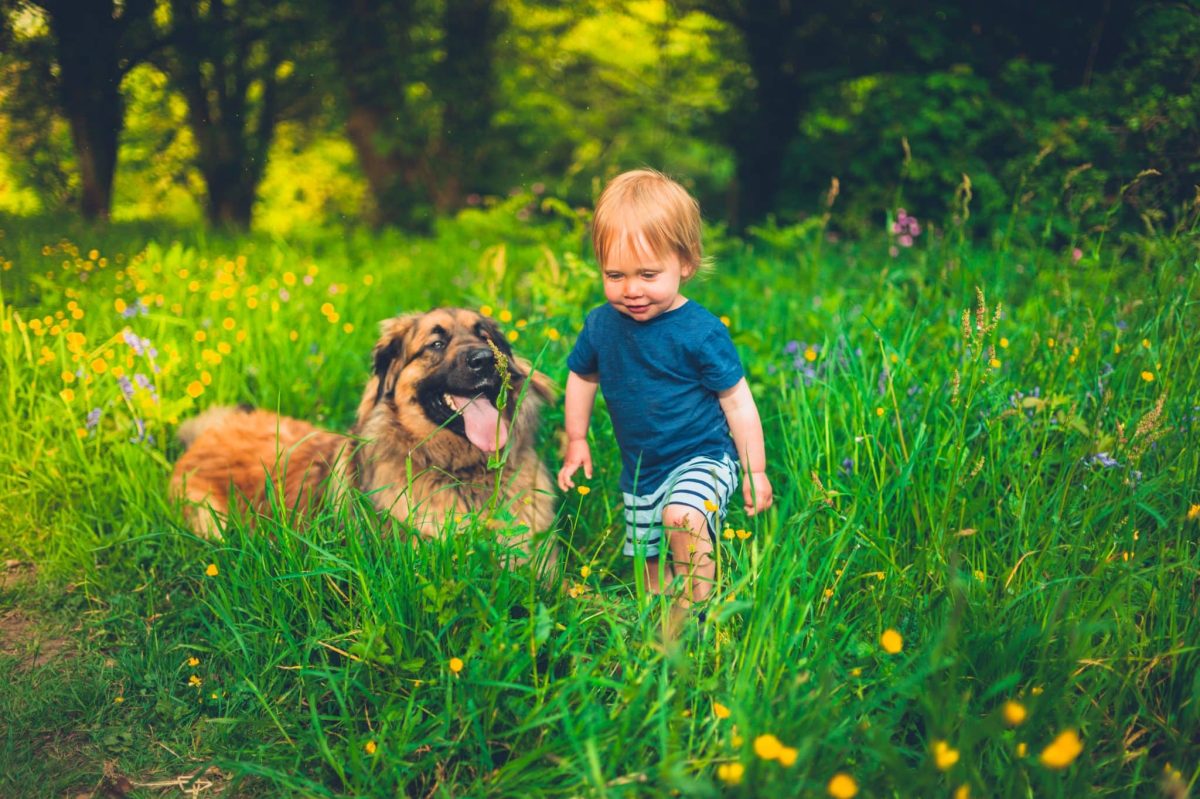 Ultimate 7 Dog Breeds That Love Unconditionally and Protect
Fiercely