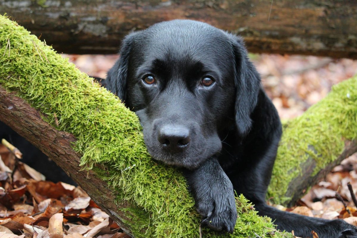 Ultimate 7 Dog Breeds That Will Teach You the Meaning of
Loyalty