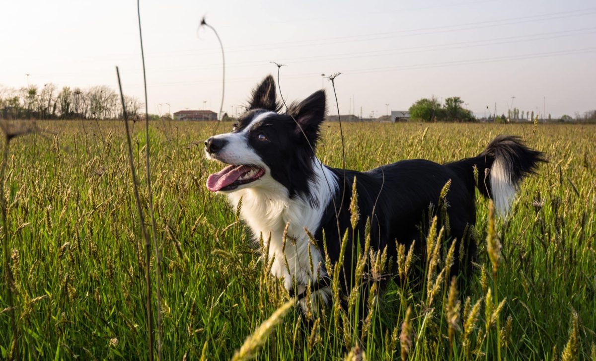 Ultimate 9 Dog Breeds That Fill Your Life With Adventure and
Laughter