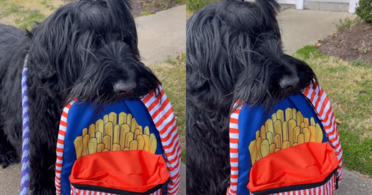 Why This Dog Never Leaves for a Walk Without His Bread
Bag