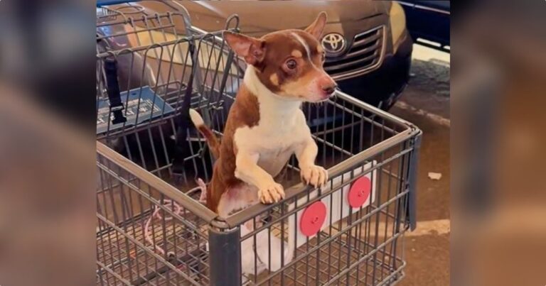 Women Find A Dog In Shopping Cart, But He Wasn’t Left There
By Owner