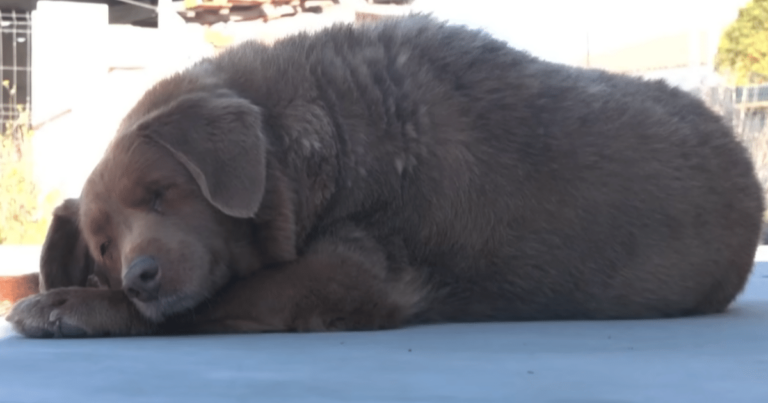 World’s Oldest Living Dog: Bobby Sets a New Century-Old
Record