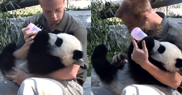 Zookeeper’s Sweet Bond With Baby Panda Includes Bottles and
Burps